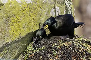 Aristotelis: European Shag (Phalacrocorax aristotelis) coupling