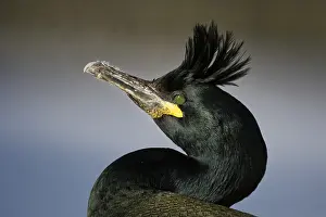 Shag: European Shag (Phalacrocorax aristotelis) on Hornoya