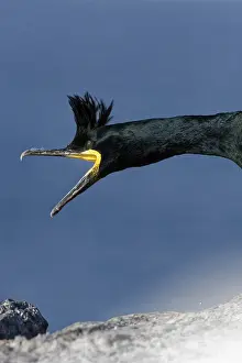 Shag: European Shag (Phalacrocorax aristotelis) on Hornoya