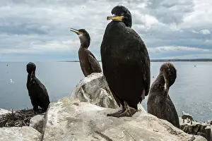 Shags: European Shag (Phalacrocorax aristotelis) - nesting
