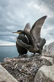 Shags: European Shag (Phalacrocorax aristotelis) - nesting