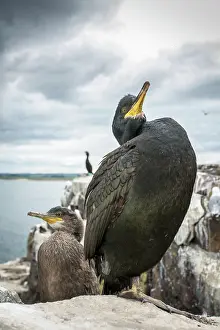 Shags: European Shag (Phalacrocorax aristotelis) - nesting