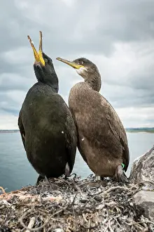 Shag: European Shag (Phalacrocorax aristotelis) - nesting