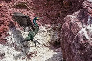 Aristotelis: European Shag (Phalacrocorax aristotelis) posing