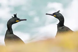 Shag: The European shag (Phalacrocorax aristotelis) s