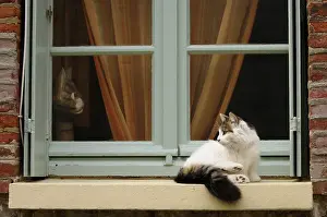 Tricolors: An european she-cat lying on a window Yport France