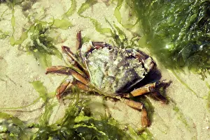 Maenas: European Shore / European Green CRAB