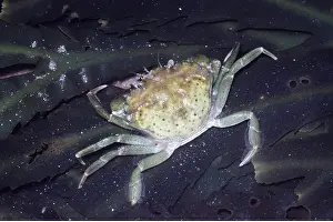 Crabs: European Shore / European Green CRAB
