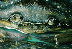 Antennae: European Shore / European Green Crab - Eyes & Antennae