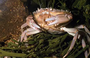 Maenas: European Shore / European Green CRAB - AMONG SEAWEED