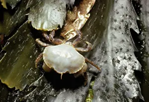 D. W. Greenslade: European Shore / European Green CRAB - young