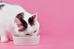 Shorthair: European shorthair cat eating food out of bowl in