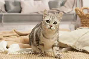 070519: European shorthair cat indoors