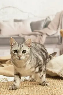 070519: European shorthair cat indoors