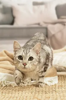 070519: European shorthair cat indoors