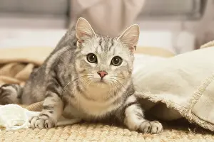 070519: European shorthair cat indoors