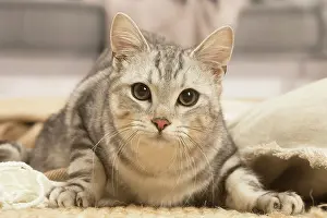 070519: European shorthair cat indoors