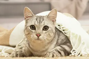 070519: European shorthair cat indoors