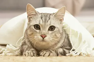 070519: European shorthair cat indoors
