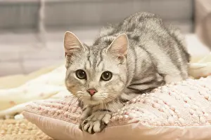 070519: European shorthair cat indoors
