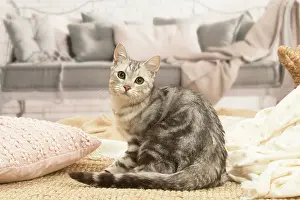 070519: European shorthair cat indoors