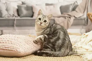 070519: European shorthair cat indoors