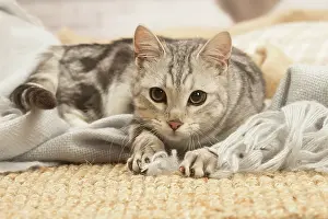 070519: European shorthair cat indoors