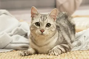 070519: European shorthair cat indoors