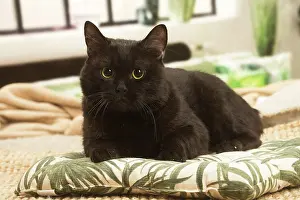 Shorthairs: European shorthair cat indoors
