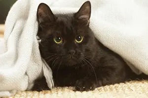 Shorthairs: European shorthair cat indoors