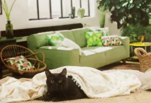 Shorthairs: European shorthair cat indoors