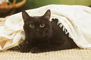 Shorthairs: European shorthair cat indoors