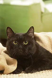 Shorthairs: European shorthair cat indoors
