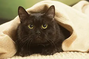 Shorthairs: European shorthair cat indoors