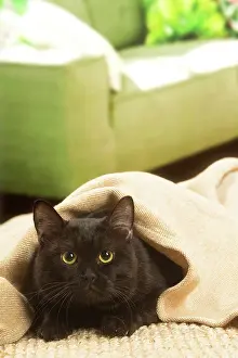 Shorthairs: European shorthair cat indoors
