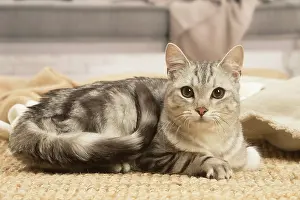 Shorthairs: European shorthair cat indoors