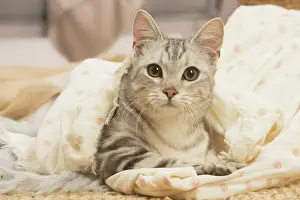 Shorthairs: European shorthair cat indoors