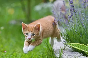 Kitty: European shorthair cat is jumping in a meadow