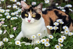 Tricolor: European shorthair, felidae (Felis catus), tricolour