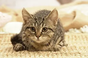 070519: European shorthair kitten indoors