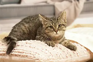 070519: European shorthair kitten indoors