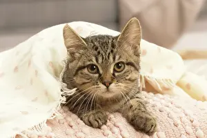 070519: European shorthair kitten indoors