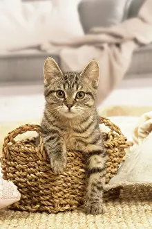 070519: European shorthair kitten indoors