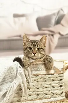 070519: European shorthair kitten indoors
