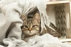 070519: European shorthair kitten indoors