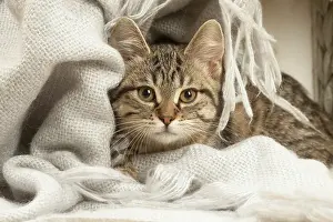 070519: European shorthair kitten indoors