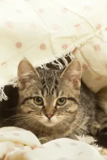 Shorthairs: European shorthair kitten indoors