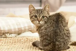 Shorthairs: European shorthair kitten indoors