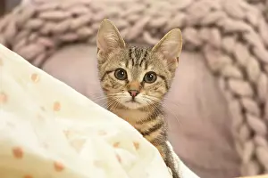 Shorthairs: European shorthair kitten indoors