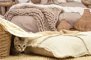Shorthairs: European shorthair kitten indoors